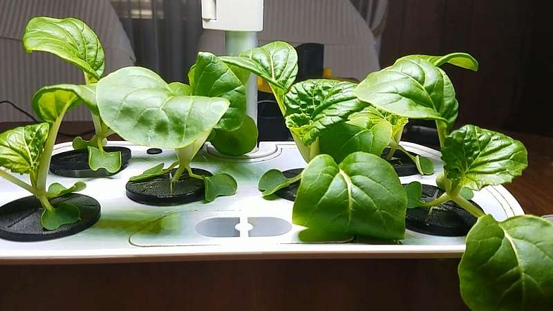 aerogarden harvest review