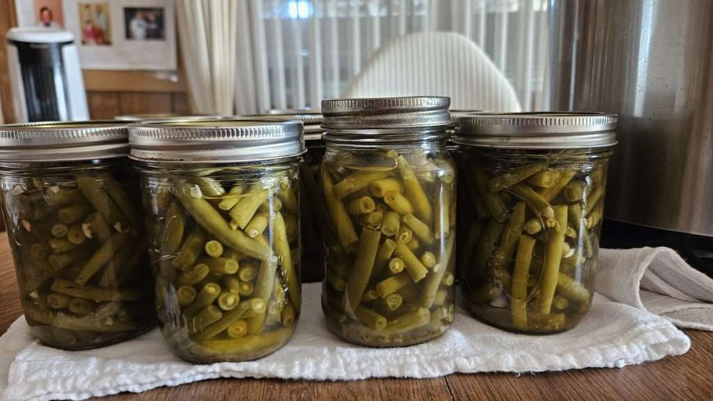 Lemon garlic green beans after they finished processing in the Nesco canner.