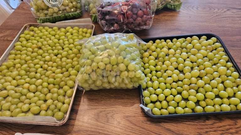 grapes on baking sheet and in Ziploc bag to go into the freezer