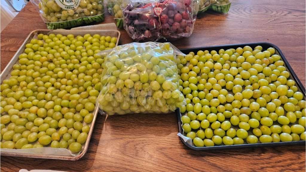 Grapes ready to go into the freezer. There are two rimmed baking sheets with grapes in a single layer, and a gallon size Ziploc bag filled with grapes.