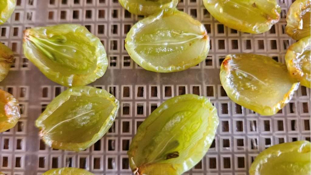 Grape halves after 10 hours in the dehydrator.
