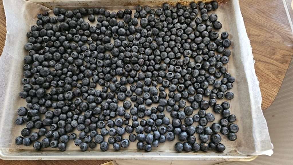 Fresh blueberries in a single layer on a rimmed baking sheet that is lined with wax paper.