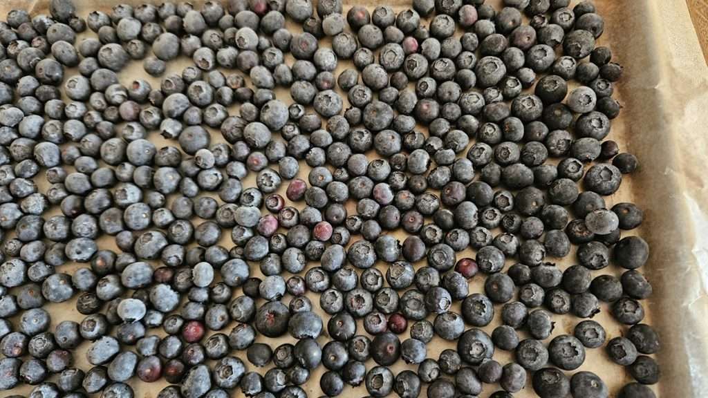 Frozen blueberries on a rimmed baking sheet.