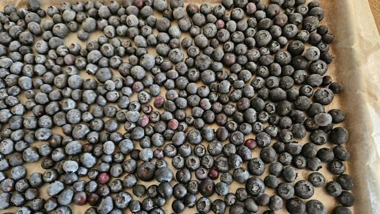 How to Freeze Blueberries 🫐