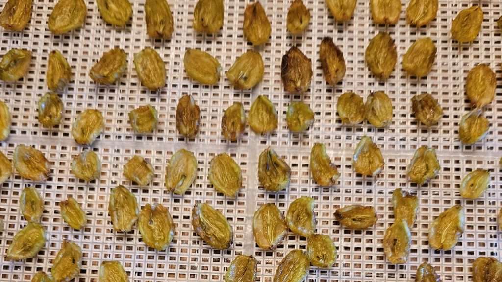 grape halves after 20 hours in the food dehydrator. They are almost completely dehydrated. 