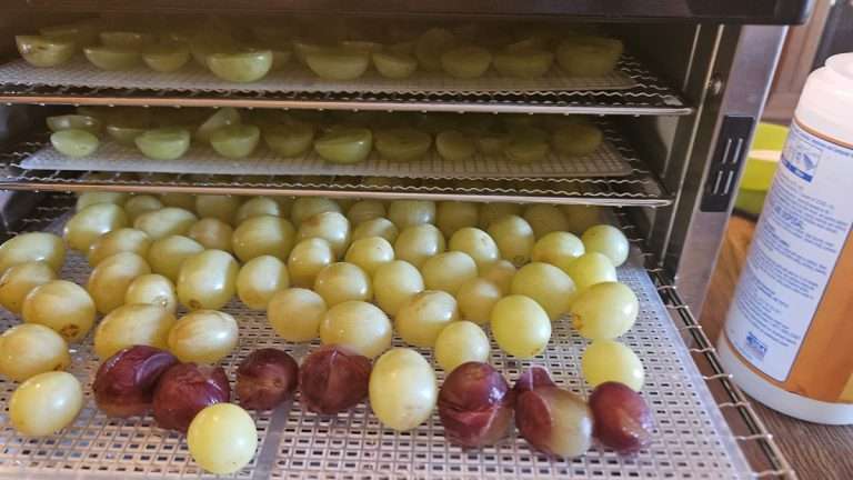 grapes in a food dehydrator