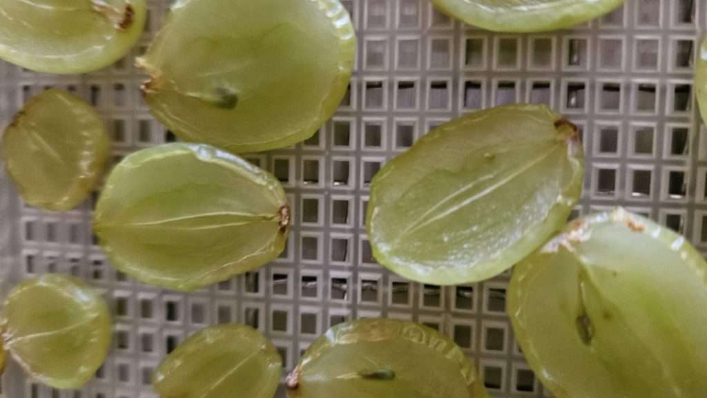 close up of grapes that are cut in half after 3 hours in the dehydrator.
