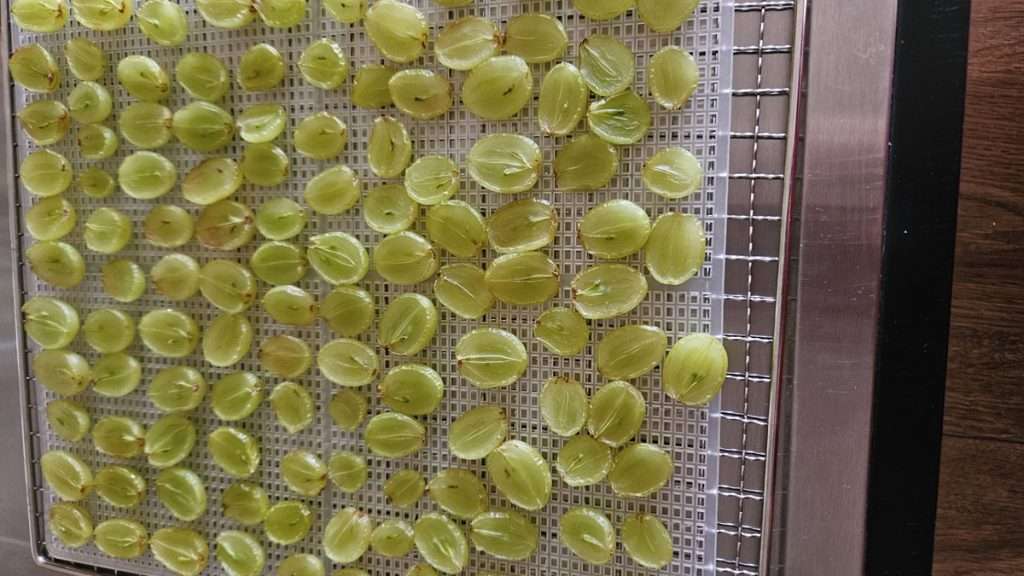 grapes that have been cut in half that have been in the dehydrator for 3 hours.