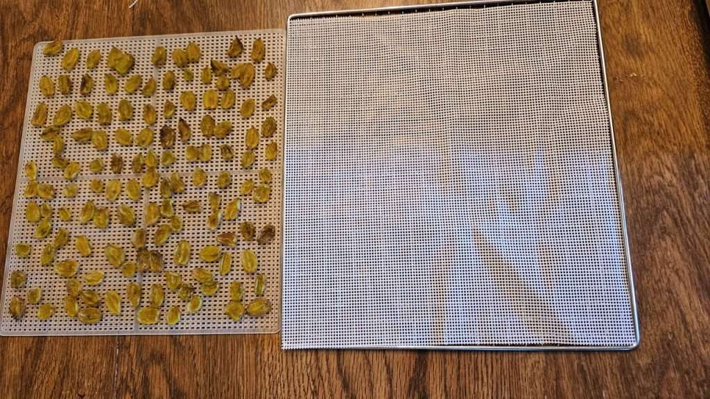 Transferring the partially dehydrated grapes onto clean mesh dehydrator screens.