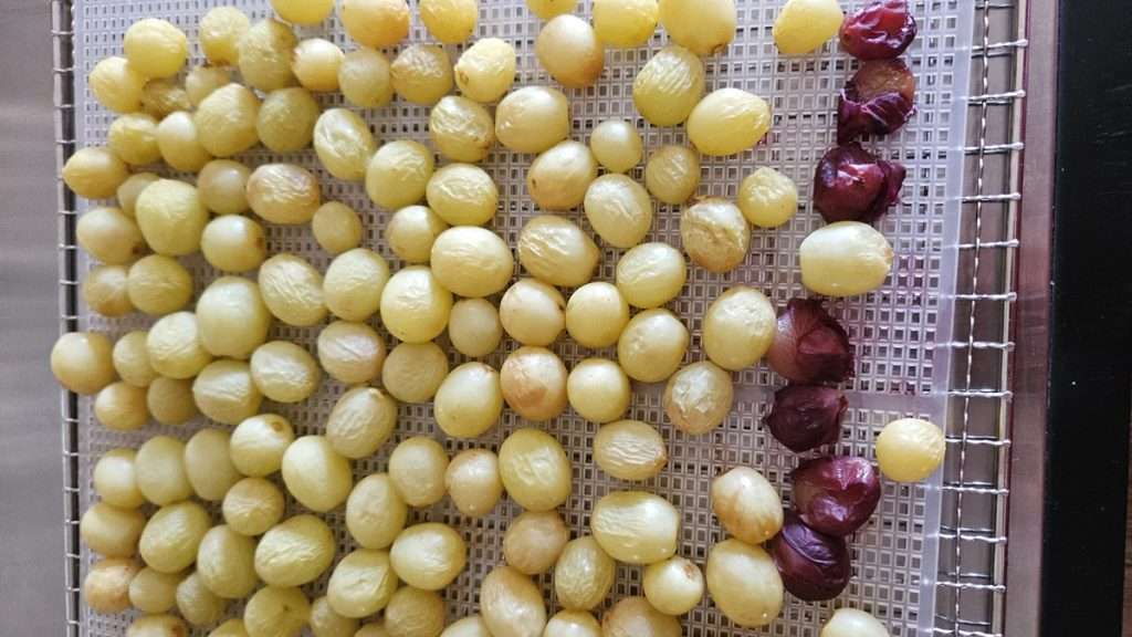 Whole grapes on a dehydrator tray, after 3 hours in the dehydrator. Thery are mostly green grapes, but there were a few red ones awe well.