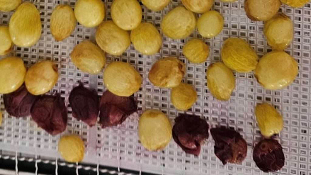 a close up of whole grapes after they've been in the food dehydrator for 6 hours.