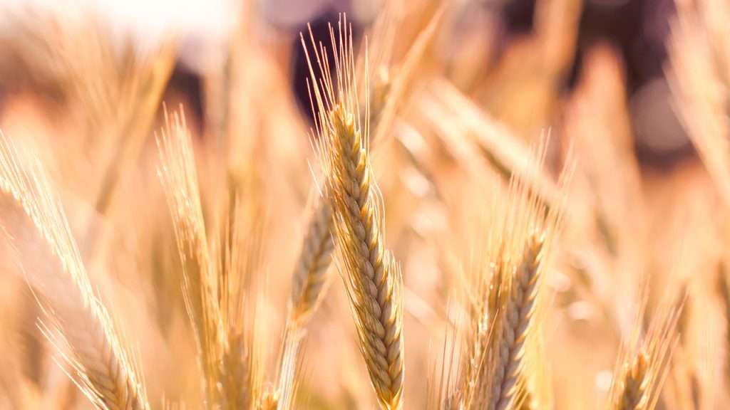 Wheat is the most common grain used to make fresh milled flour.