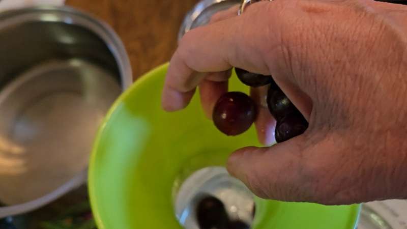 Hand placing cherries into a mason jar with a canning funnel on top
