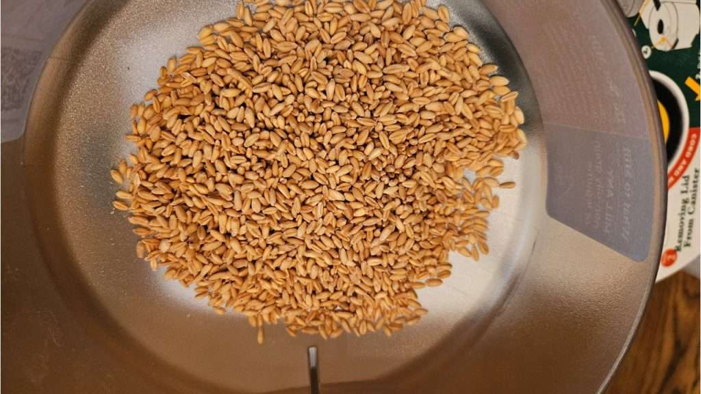soft white wheat berries in the hopper of a grain mill.