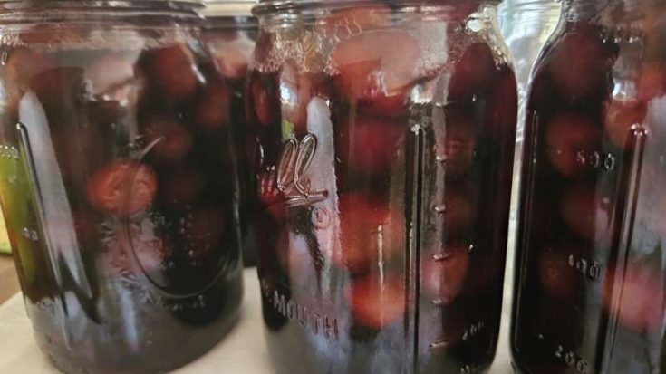 home canned cherries after they came out of the canner