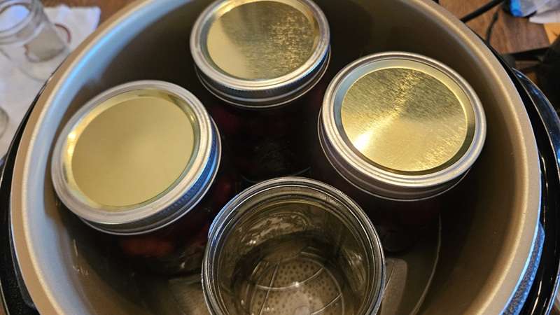 Three jars filled with cherries and one empty jar arranged inside a canner