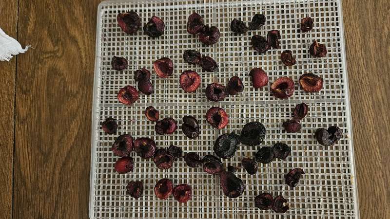 Cherries on a dehydrator tray after 6 hours in the dehydrator.
