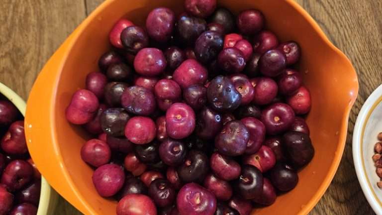 9 Delicious Ways to Preserve Cherries