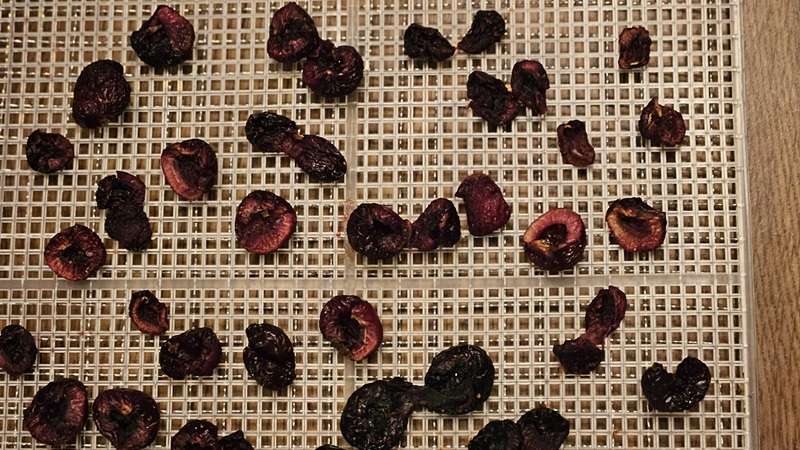 cherries on a dehydrator tray after 10.5 hours in the dehydrator.