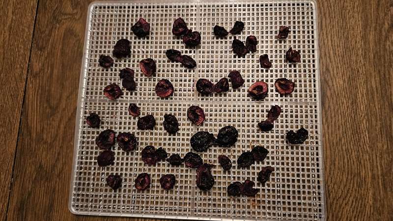 Cherries on a dehydrator tray after 12.5 hours in the dehydrator.