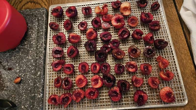 halved cherries on a dehydrator tray, skin side down.
