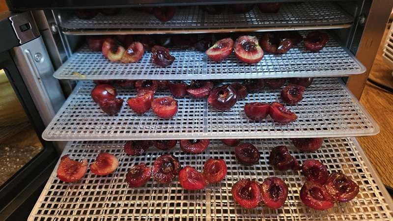 Cherries in a dehydrator.