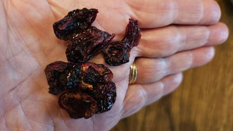 Dehydrated cherries being squeezed in a hand to test dryness