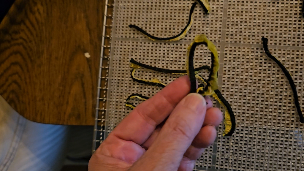 Testing a dehydrated cucumber spear. It was very "bendy" which means it still has a lot of moisture in it and needs to go back into the dehydrator.
