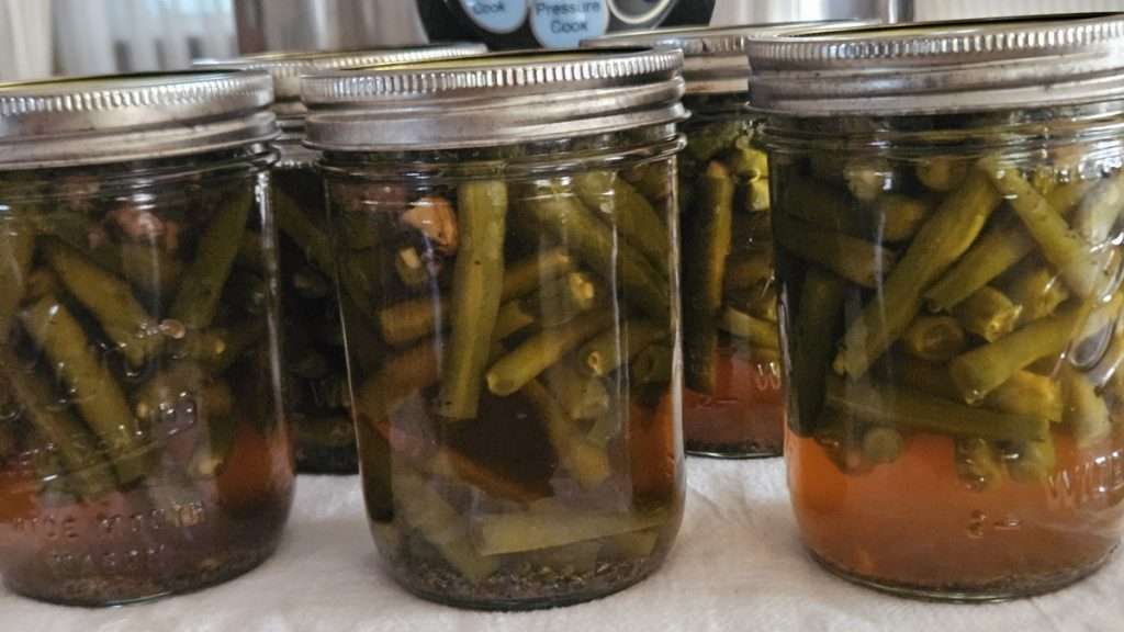 jars of green beans and mushrooms right after coming out of the canner. The beans are floating, which is normal when you first remove the jars from the canner.