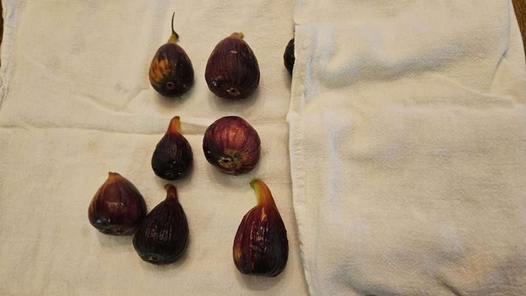 Partially covered figs being patted dry with a flour sack towel. This helps to make sure figs are thoroughly dry before freezing them.