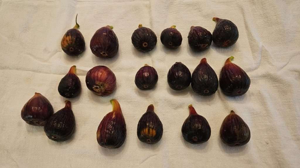 Fresh figs arranged on a towel to dry. It's import to dry figs before freezing them.
