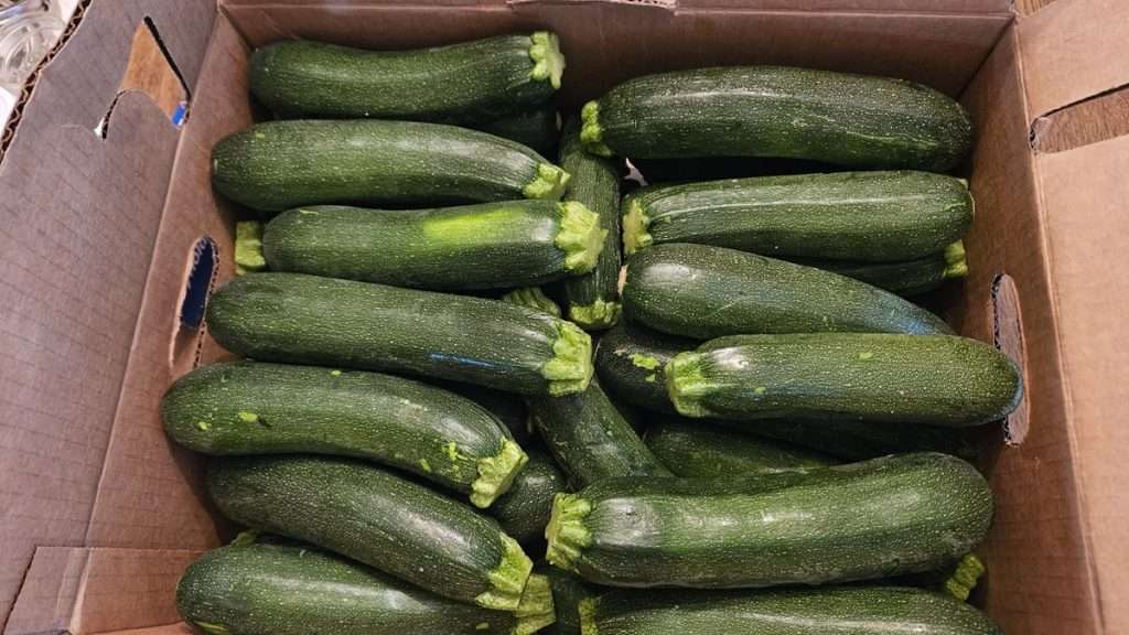 A box of small to medium size zucchini. If you want to freeze breaded zucchini, small ones are best.
