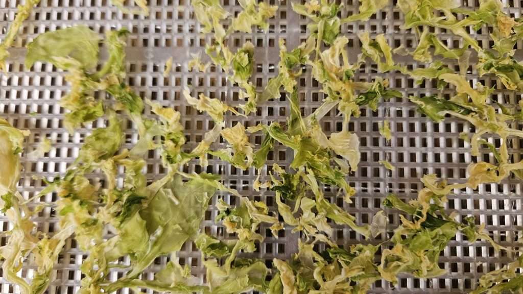 Close-up of dehydrated shredded cabbage after 10 hours at 125 degrees.