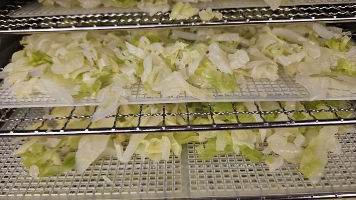 How to Dehydrate Cabbage