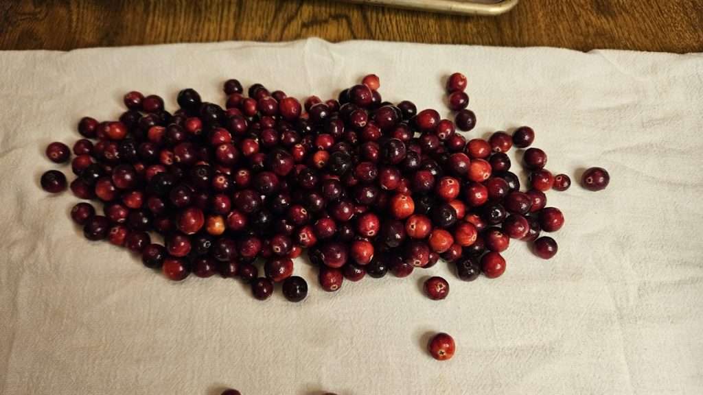 Wet cranberries piled on a white flour sack towel.