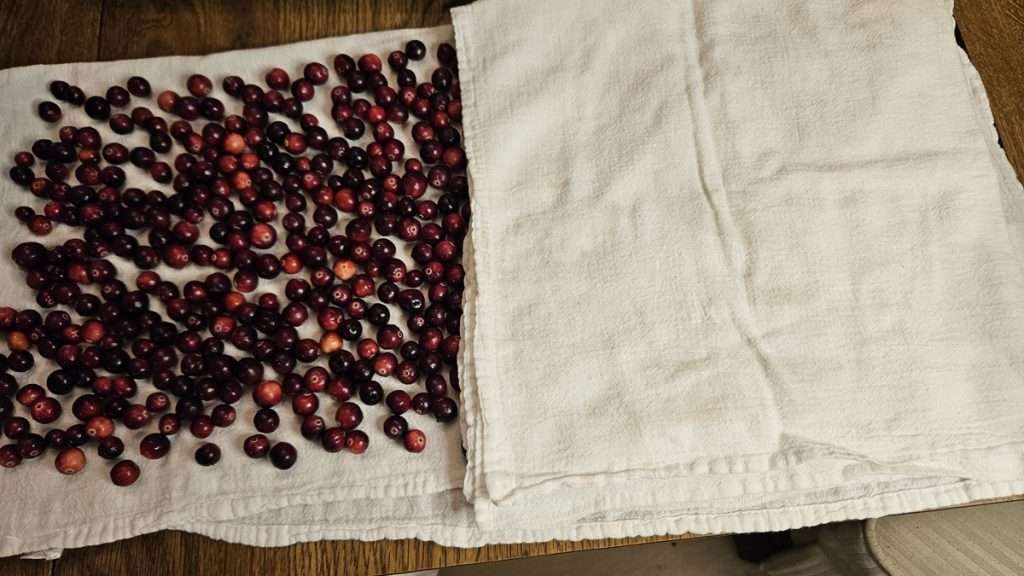 Fresh cranberries on a flour sack towel partially covered with another flour sack towel. 