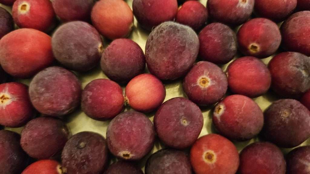 Frozen cranberries on a baking sheet, ready to be bagged.