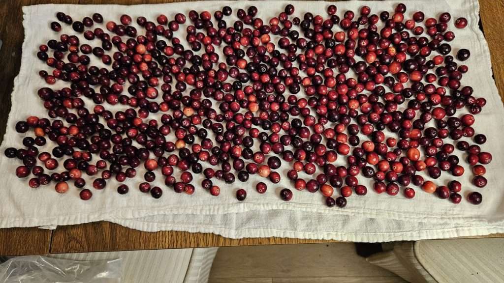 Washed cranberries spread in a single layer on a towel.