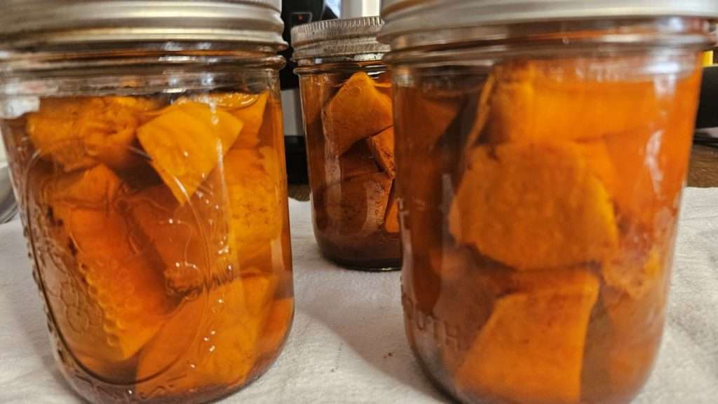 Several jars of canned sweet potatoes cooling near the Nesco canner